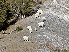 Mountain Goats on the ridge above Champion Lakes