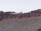 Deer on the lower slopes of the peak.