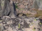 One of several pika near our campsite.