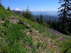 Jefferson and wildflowers from the Coffin Mountain trail.