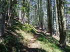 Mossy trees on the way up Bachelor Mountain.