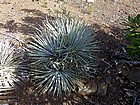 Lots of Yucca Plants in the area.