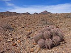 Lots of these cactus plants along the way.