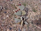 Prickly Pear Cactus in bloom.