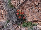 Desert paintbrush.