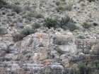 At least 10 bighorn rams near Horseheaven Pass. (Steve G. photo.)