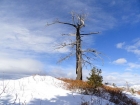 Old burned snag on the ridge.