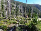 Descending through bear grass below Bear Lake.