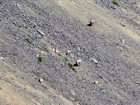 Group of bighorn sheep lounging above one of the lakes.