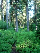 The trail winding through trees early on.