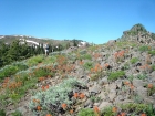 Wildflowers along the trail.