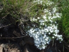 Phlox growing beside the trail.