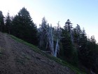 Coming out of the trees on the west side of Crater Peak.