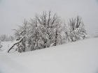 Snowy snags on the way up Avalanche Peak.