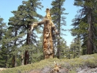 A gnarly old tree near the summit.