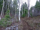 Aspens early in the hike.