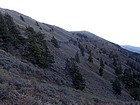 Looking back south on Cuddy Mountain.