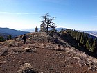 Dead snag on the ridge.