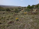 Arrowleaf Balsamroot in bloom.