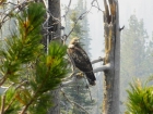 Close up of a hawk that landed on a nearby snag.