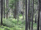 Here's a young moose we saw on the path, not far from the junction with the trail to the Park Fork of Big Creek.