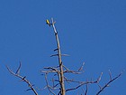 Tanager in a dead snag.