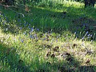 Wildflowers.