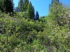 Start of the bushwhack below Upper Daggett Point.