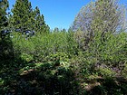 Upper Daggett Point summit area.