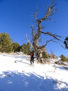 Sean passing by an old snag.