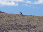 Bighorn ewe in the saddle between Horseheaven and Doublespring.