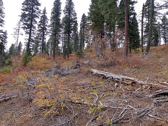 Dry Buck Bushwhacking