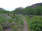 Start of the hike from Hyndman Creek trailhead.