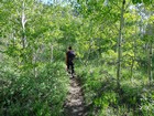 Trail through the aspens on the way back.