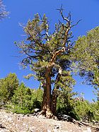 Ancient White Bark Pine I passed on the way down.