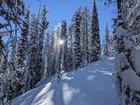 Sun shining through the snowy trees.