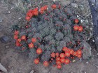 Blooming cactus near the trail.