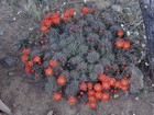 Blooming cactus near the trail.