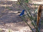 Mexican Blue Jay.