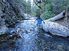 Chilly crossing of Upper Cedar Creek.