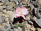 Dessert flower growing in the rocks.