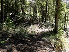 One of the more discernable sections of trail along Upper Cedar Creek.