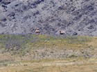 Close up of two bighorn rams.