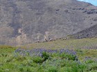 Group of bighorn sheep, ewes and lambs.