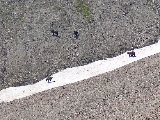 Grizzly Bears on Francs Peak
