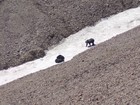 Three grizzlies in the snow.