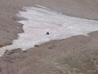 Big grizzly bear heading uphill toward us.