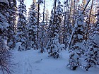 Winding our way up through lodgepole forest.