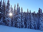 The sun starting to sink behind the snowy trees. Gorgeous.