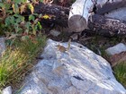 Chipmunk wanted to share our snacks.